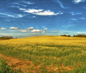 Preview wallpaper field, flowers, sky, landscape