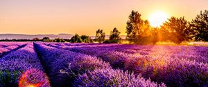 Preview wallpaper field, flowers, sunset, drome, france