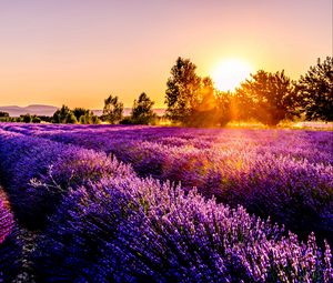 Preview wallpaper field, flowers, sunset, drome, france