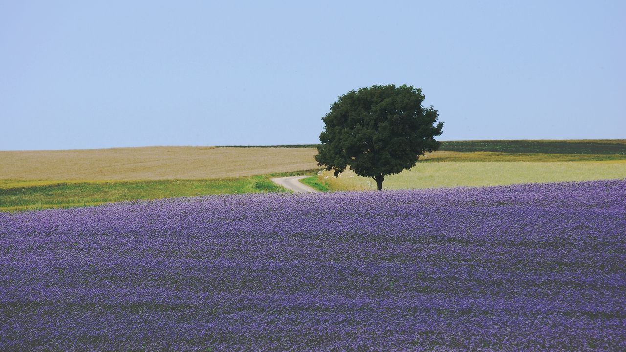 Wallpaper field, flowers, tree, carpet, lilac