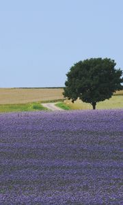 Preview wallpaper field, flowers, tree, carpet, lilac