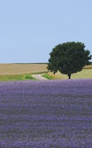 Preview wallpaper field, flowers, tree, carpet, lilac