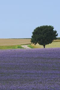 Preview wallpaper field, flowers, tree, carpet, lilac