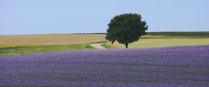 Preview wallpaper field, flowers, tree, carpet, lilac