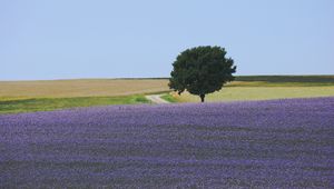 Preview wallpaper field, flowers, tree, carpet, lilac