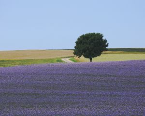 Preview wallpaper field, flowers, tree, carpet, lilac