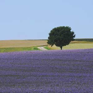 Preview wallpaper field, flowers, tree, carpet, lilac