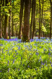 Preview wallpaper field, flowers, trees, forest, nature