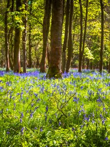 Preview wallpaper field, flowers, trees, forest, nature