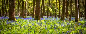 Preview wallpaper field, flowers, trees, forest, nature