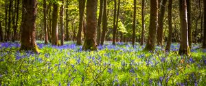 Preview wallpaper field, flowers, trees, forest, nature