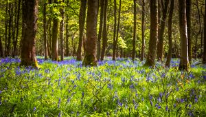 Preview wallpaper field, flowers, trees, forest, nature