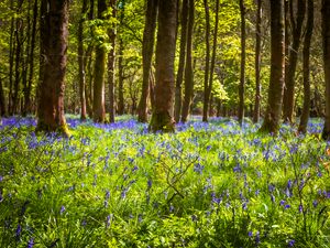 Preview wallpaper field, flowers, trees, forest, nature