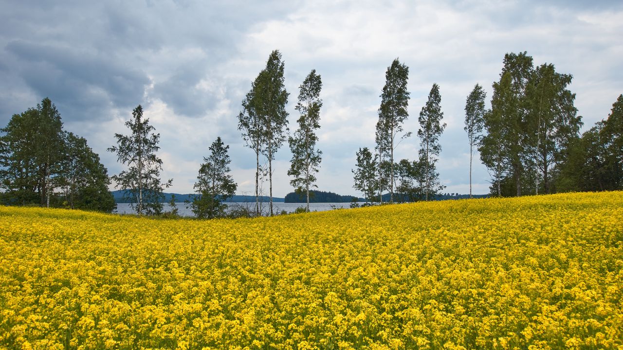 Wallpaper field, flowers, trees, nature, landscape
