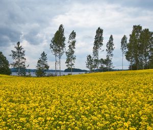 Preview wallpaper field, flowers, trees, nature, landscape