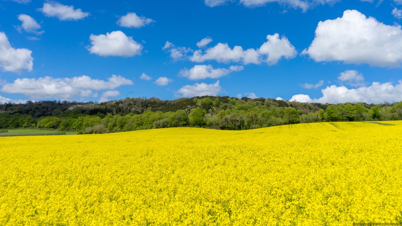 Wallpaper field, flowers, trees, landscape, nature