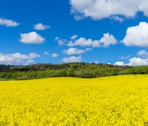 Preview wallpaper field, flowers, trees, landscape, nature