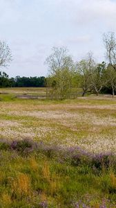 Preview wallpaper field, flowers, trees, meadow