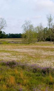 Preview wallpaper field, flowers, trees, meadow