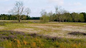 Preview wallpaper field, flowers, trees, meadow