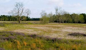 Preview wallpaper field, flowers, trees, meadow