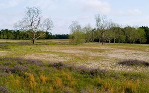 Preview wallpaper field, flowers, trees, meadow