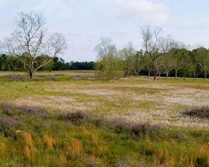 Preview wallpaper field, flowers, trees, meadow