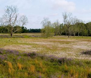 Preview wallpaper field, flowers, trees, meadow