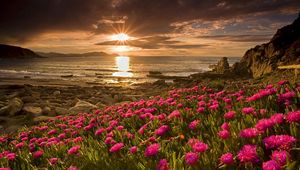 Preview wallpaper field, flowers, water, beach