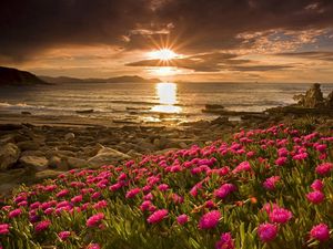 Preview wallpaper field, flowers, water, beach