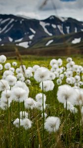 Preview wallpaper field, flowers, white, mountains, nature