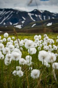 Preview wallpaper field, flowers, white, mountains, nature