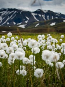 Preview wallpaper field, flowers, white, mountains, nature