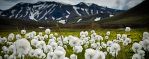 Preview wallpaper field, flowers, white, mountains, nature