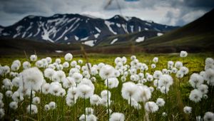 Preview wallpaper field, flowers, white, mountains, nature