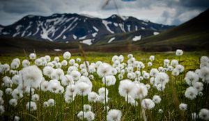 Preview wallpaper field, flowers, white, mountains, nature