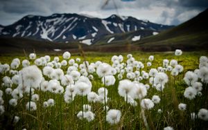 Preview wallpaper field, flowers, white, mountains, nature