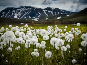 Preview wallpaper field, flowers, white, mountains, nature