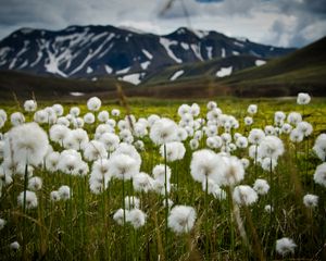 Preview wallpaper field, flowers, white, mountains, nature