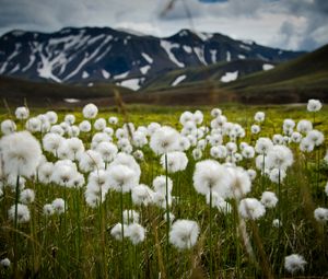 Preview wallpaper field, flowers, white, mountains, nature