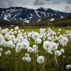 Preview wallpaper field, flowers, white, mountains, nature