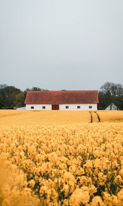 Preview wallpaper field, flowers, yellow, building