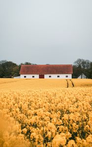 Preview wallpaper field, flowers, yellow, building