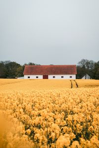 Preview wallpaper field, flowers, yellow, building