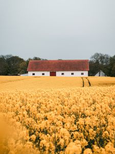 Preview wallpaper field, flowers, yellow, building