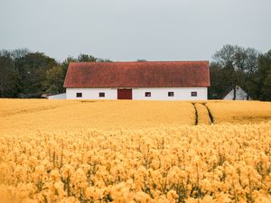 Preview wallpaper field, flowers, yellow, building