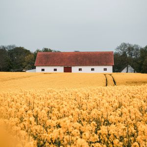 Preview wallpaper field, flowers, yellow, building