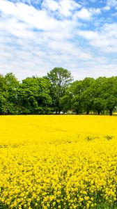 Preview wallpaper field, flowers, yellow, trees, nature, landscape