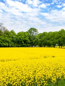 Preview wallpaper field, flowers, yellow, trees, nature, landscape