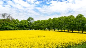 Preview wallpaper field, flowers, yellow, trees, nature, landscape